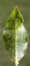  Leaf (Abaxial view)